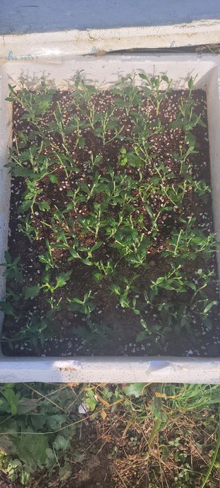 김정은님의 기타작물 · 영농일지 작성글 사진