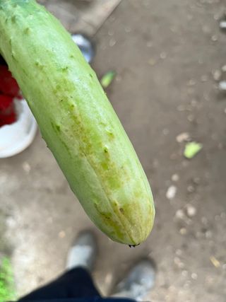 희영님의 오이 · 병해충상담 작성글 사진