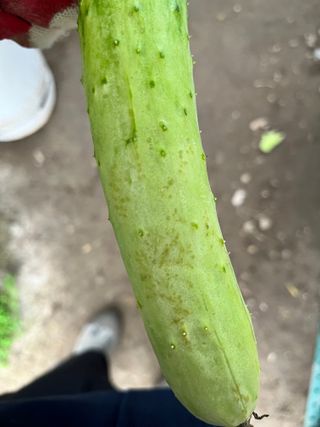 희영님의 오이 · 병해충상담 작성글 사진