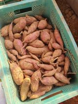 팜모닝 · 게시글 이미지