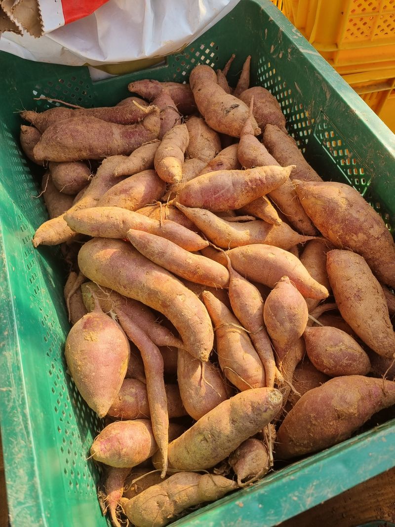 민들레님의 장터 판매 상품 [고구마  완료] 첨부 사진