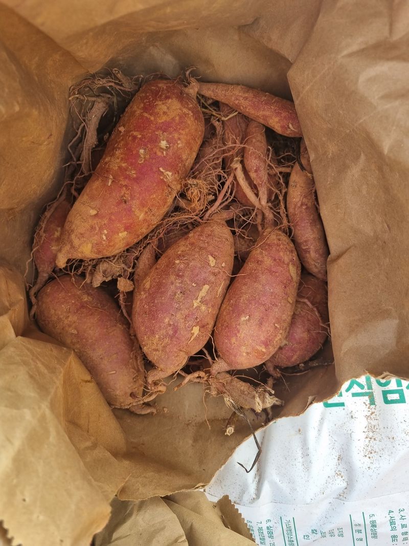 민들레님의 장터 판매 상품 [고구마  완료] 첨부 사진