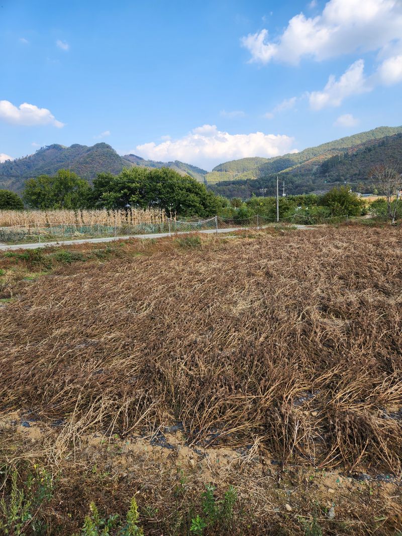 장터 상품 [강원도 들깨 5kg판매합니다] 썸네일