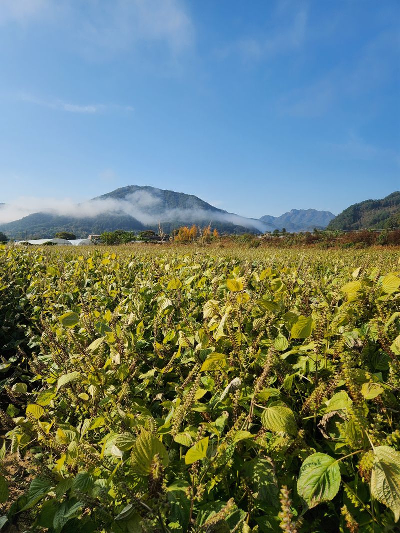 원주청년님의 장터 판매 상품 [강원도 들깨 5kg판매합니다] 첨부 사진