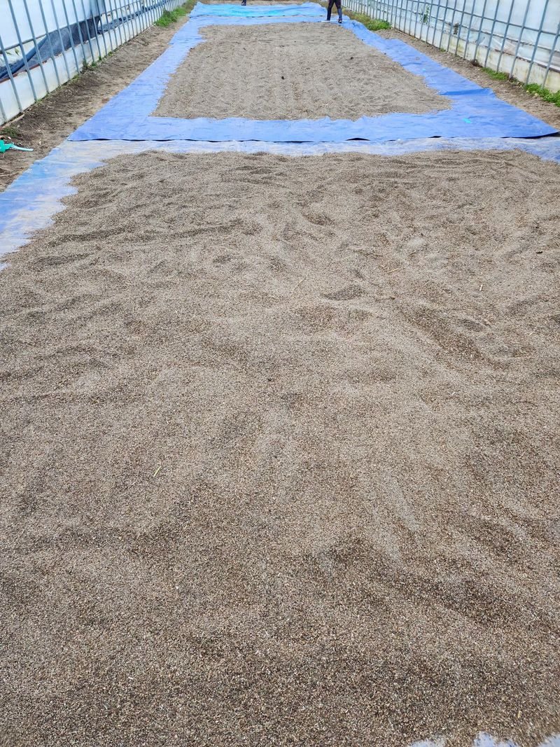 원주청년님의 장터 판매 상품 [강원도 들깨 5kg판매합니다] 첨부 사진