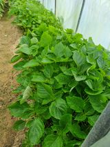 팜모닝 11월 내 작물 자랑하기·참여글 게시글 이미지