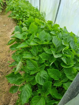 호미대장님의 11월 내 작물 자랑하기 · 참여글 작성글 사진