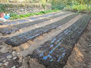 지리산호야님의 양파 · 자유게시판 작성글 사진