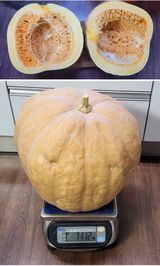 팜모닝 호박·자유게시판 게시글 이미지