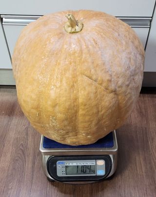 김중언님의 호박 · 자유게시판 작성글 사진