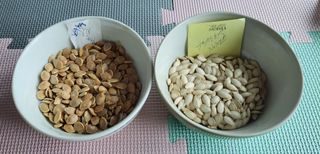 김중언님의 호박 · 자유게시판 작성글 사진