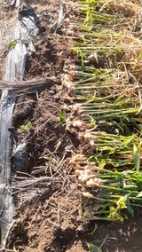 팜모닝 11월 내 작물 자랑하기·참여글 게시글 이미지