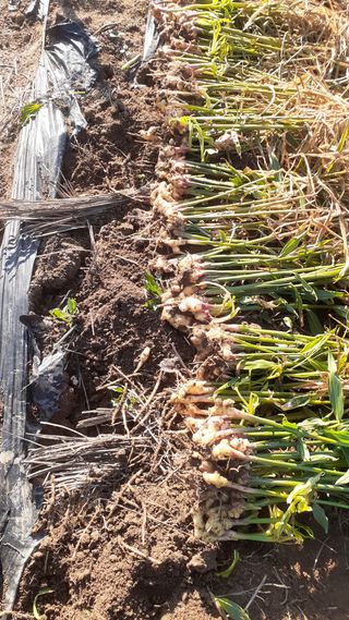 초보텃밭님의 11월 내 작물 자랑하기 · 참여글 작성글 사진