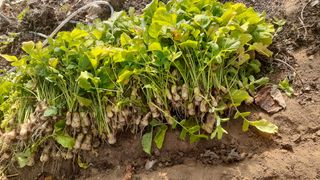 초보텃밭님의 11월 내 작물 자랑하기 · 참여글 작성글 사진