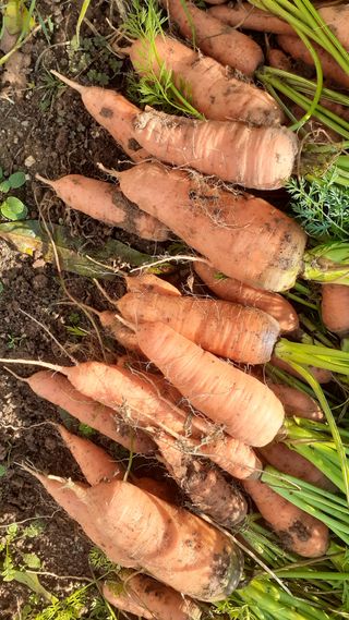 초보텃밭님의 11월 내 작물 자랑하기 · 참여글 작성글 사진