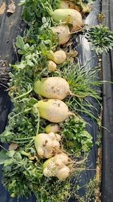 팜모닝 11월 내 작물 자랑하기·참여글 게시글 이미지