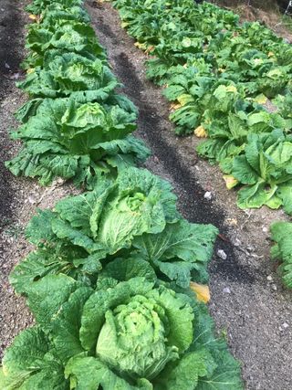 김나령님의 11월 내 작물 자랑하기 · 참여글 작성글 사진