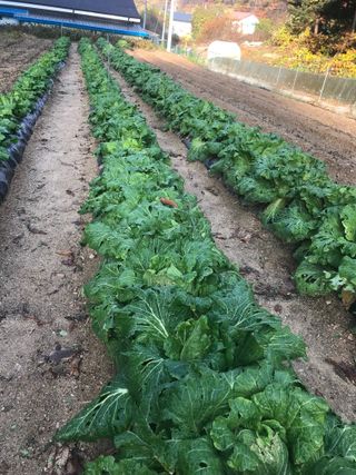 김나령님의 11월 내 작물 자랑하기 · 참여글 작성글 사진