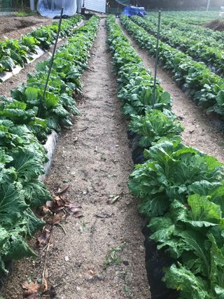 김나령님의 11월 내 작물 자랑하기 · 참여글 작성글 사진