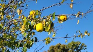 우창농원님의 11월 내 작물 자랑하기 · 참여글 작성글 사진