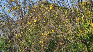 우창농원님의 11월 내 작물 자랑하기 · 참여글 작성글 사진