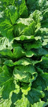 팜모닝 11월 내 작물 자랑하기·참여글 게시글 이미지