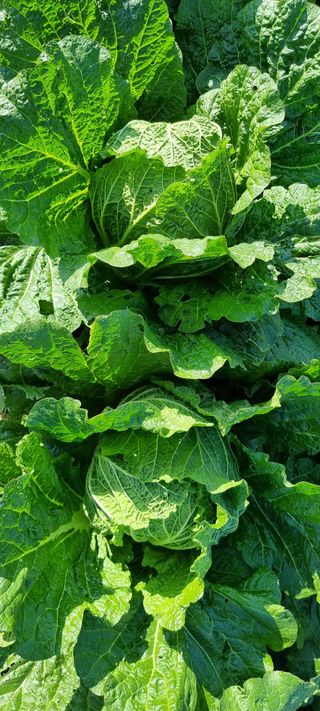 희망농부58님의 11월 내 작물 자랑하기 · 참여글 작성글 사진