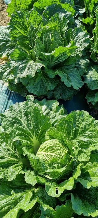 희망농부58님의 11월 내 작물 자랑하기 · 참여글 작성글 사진