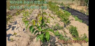 아로니아체리농부유튜님의 매일매일 농사공부 · 자유게시판 작성글 사진