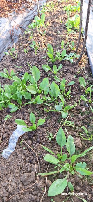 도시농부님의 자유주제 · 자유게시판 작성글 사진