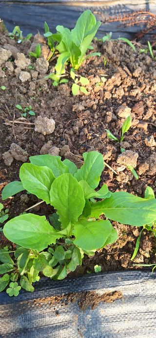 도시농부님의 자유주제 · 자유게시판 작성글 사진