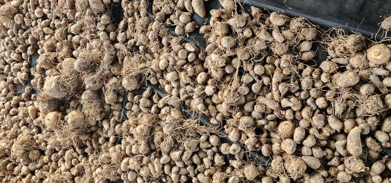 최민자 님의 장터 판매 상품 [왕토란 종근판매 (총50k)] 첨부 사진