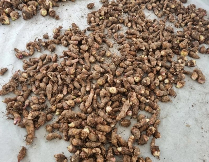 최민자 님의 장터 판매 상품 [왕토란 종근판매 (총50k)] 첨부 사진