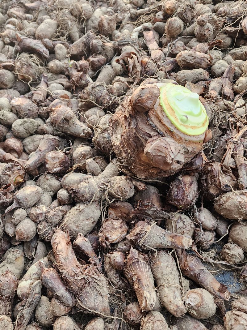 최민자 님의 장터 판매 상품 [왕토란 종근판매 (총50k)] 첨부 사진