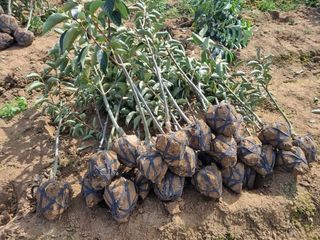 일심묘목농원님의 기타작물 · 자유게시판 작성글 사진