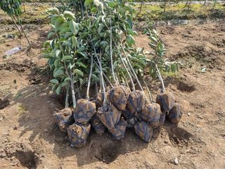 일심묘목농원님의 기타작물 · 자유게시판 작성글 사진