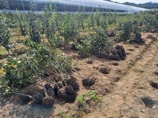 일심묘목농원님의 기타작물 · 자유게시판 작성글 사진