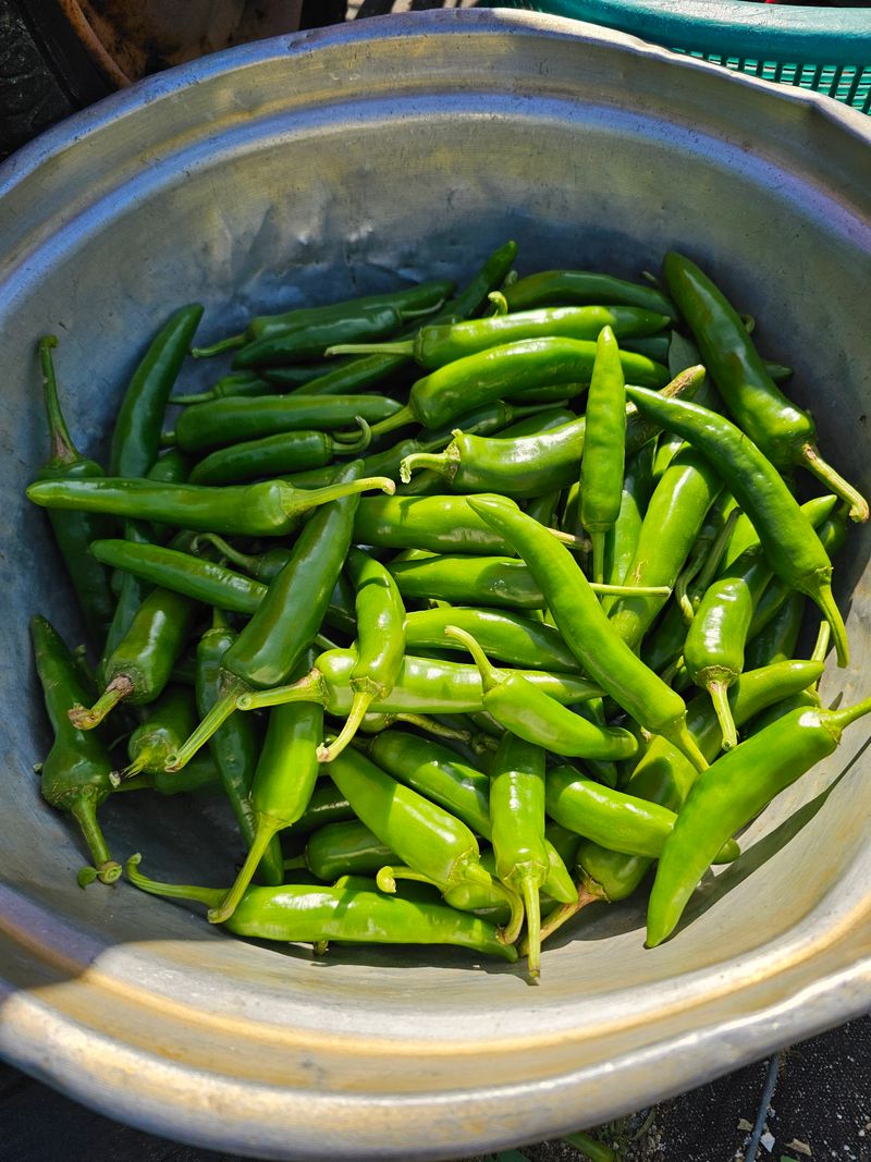 장터 상품 [못난이 풋고추&이쁜 풋고추 각각 3kg] 썸네일