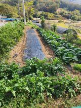 팜모닝 배추·영농일지 게시글 이미지