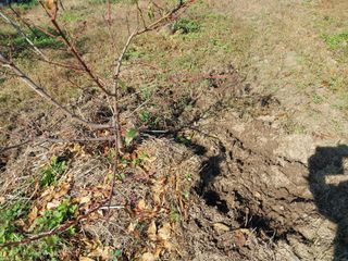 철남 김희곤님의 콩 · 영농일지 작성글 사진