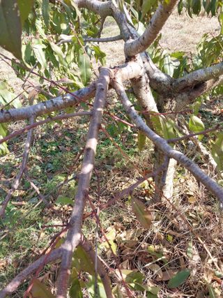 철남 김희곤님의 콩 · 영농일지 작성글 사진