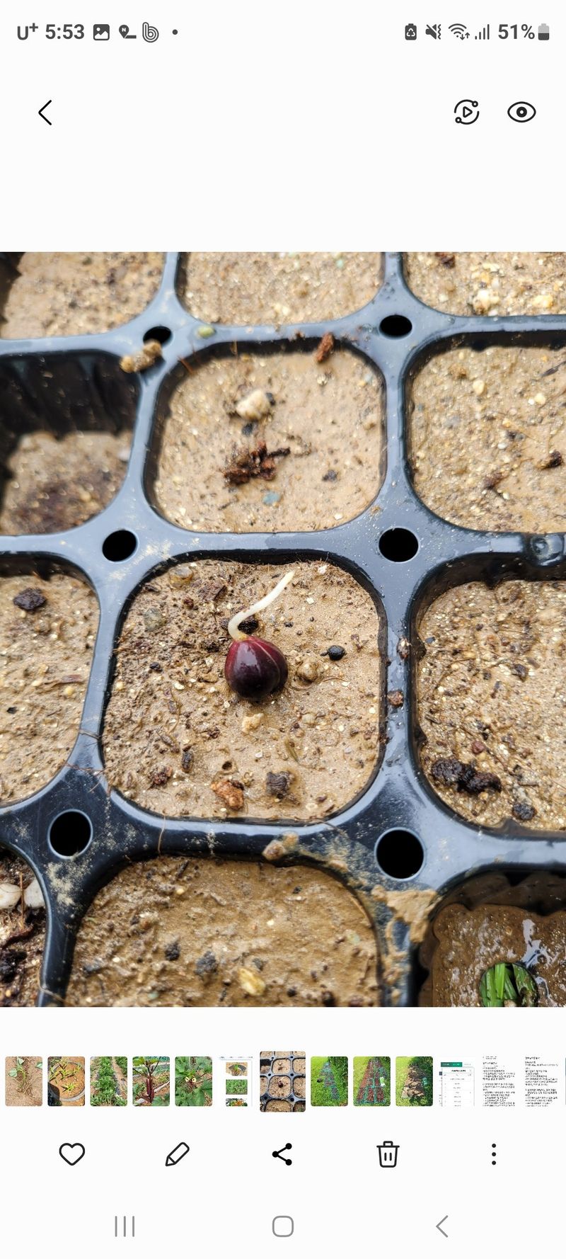 장터 상품 [참나리종근] 썸네일