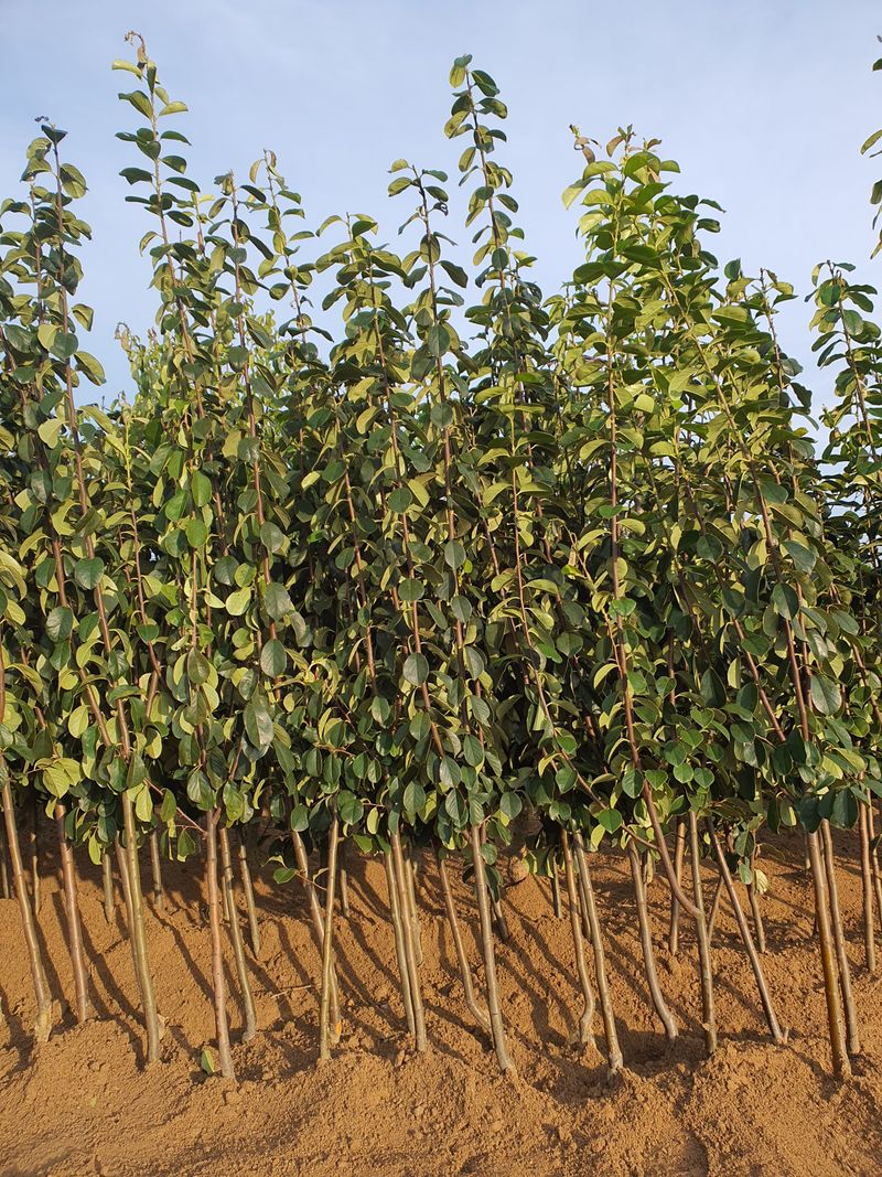 장터 상품 [모과분묘 3년생 결실주(무료배송)] 썸네일