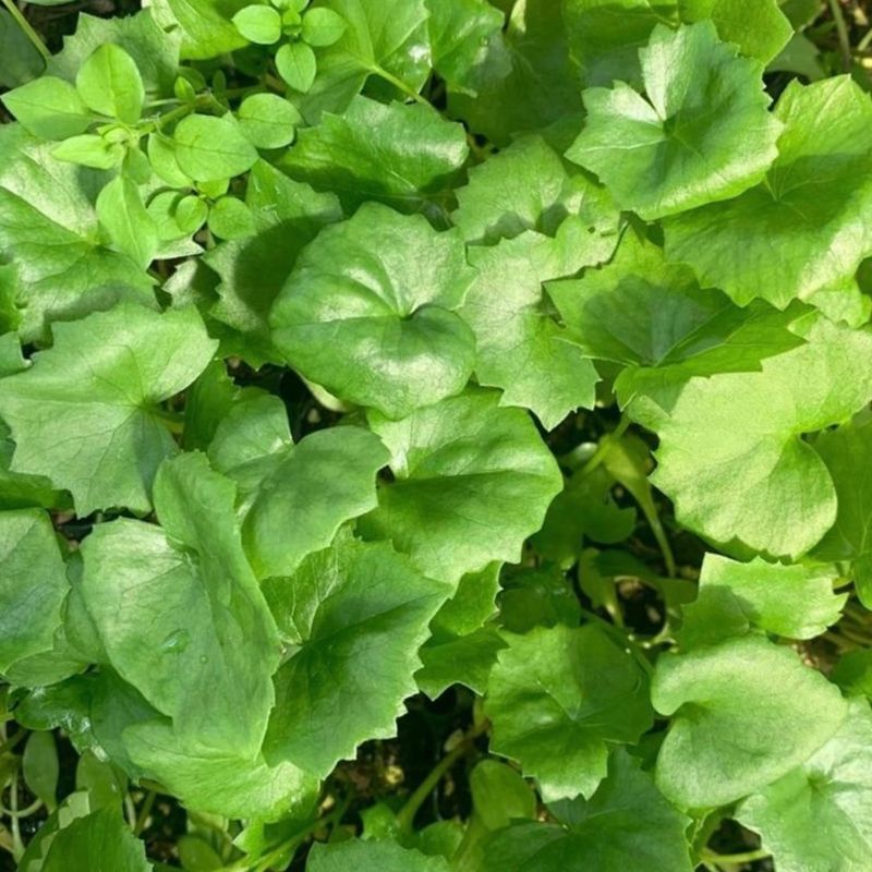 장터 상품 [다수확곰취 모종 100개/50개10개] 썸네일