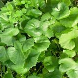 팜모닝 · 게시글 이미지