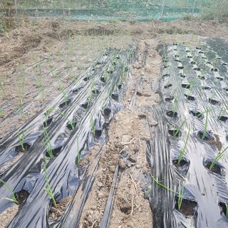 황우산인님의 마늘 · 영농일지 작성글 사진