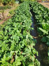 팜모닝 11월 내 작물 자랑하기·참여글 게시글 이미지