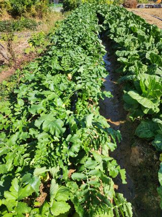 조정권님의 11월 내 작물 자랑하기 · 참여글 작성글 사진