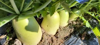 김중언님의 11월 내 작물 자랑하기 · 참여글 작성글 사진