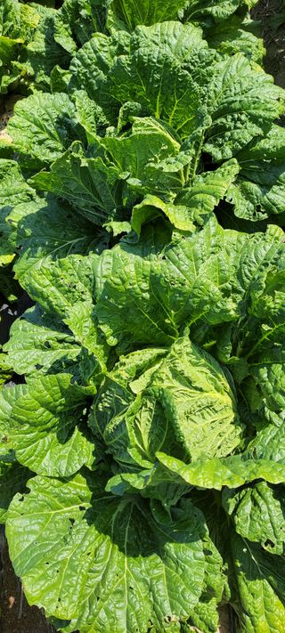 김중언님의 11월 내 작물 자랑하기 · 참여글 작성글 사진